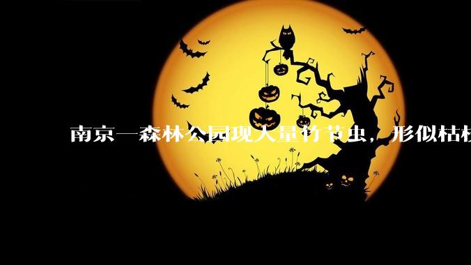 南京一森林公园现大量竹节虫，形似枯枝，网友称凑近才发现是虫子落荒而逃，竹节虫会不会咬人？碰到它会怎样？